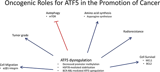 Oncogenic roles for ATF5 in the promotion of cancer.