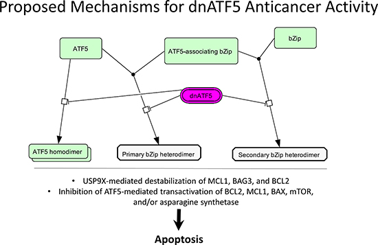 Proposed mechanisms for dnATF5 anticancer activity.