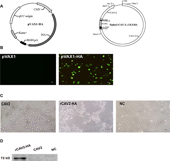 Construction and identification of the pVAX1-HA plasmid and recombined CAV2-HA.