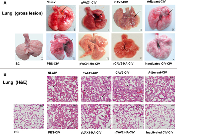 Histopathology (200&#x00D7;).