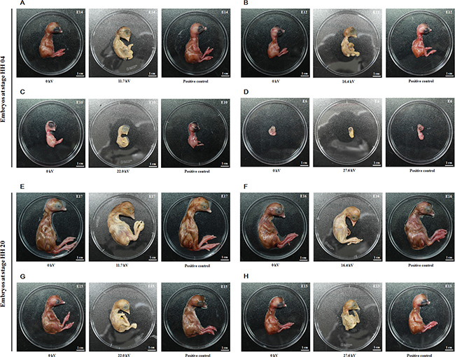 Effect of plasma on chicken embryonic development.