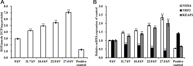 Effect of plasma on ROS levels.