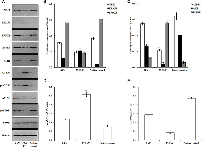 Effect of plasma on protein expression.