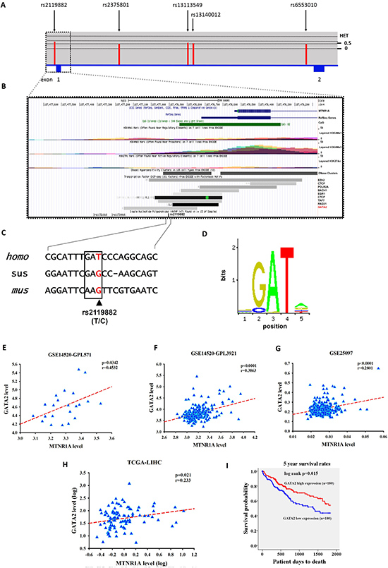 Gene features and SNPs (rs2119882) analyzed of human MTNR1A (NM_005958.4).