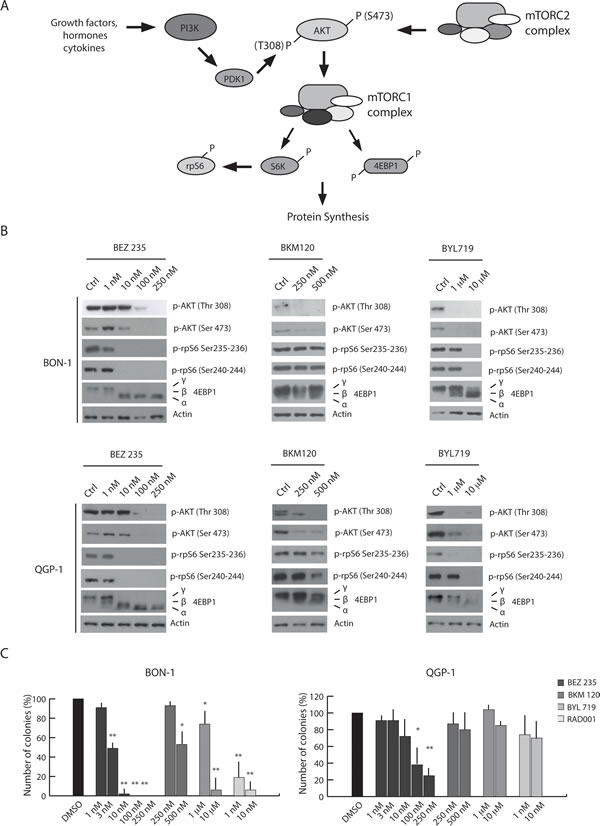 PI3K inhibitors display different efficacy in the inhibition of PET cell growth.