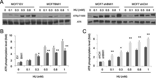 BMI1 reduces ATR activation.