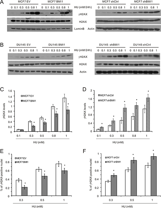 BMI1 attenuates &#x03B3;H2AX in cells treated with HU.