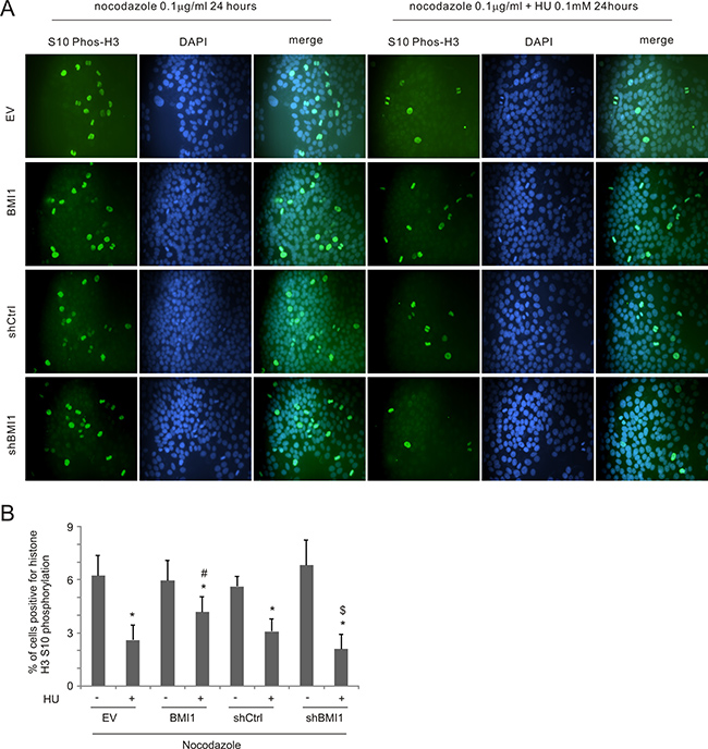 BMI1 decreases HU-elicited S-phase arrest.