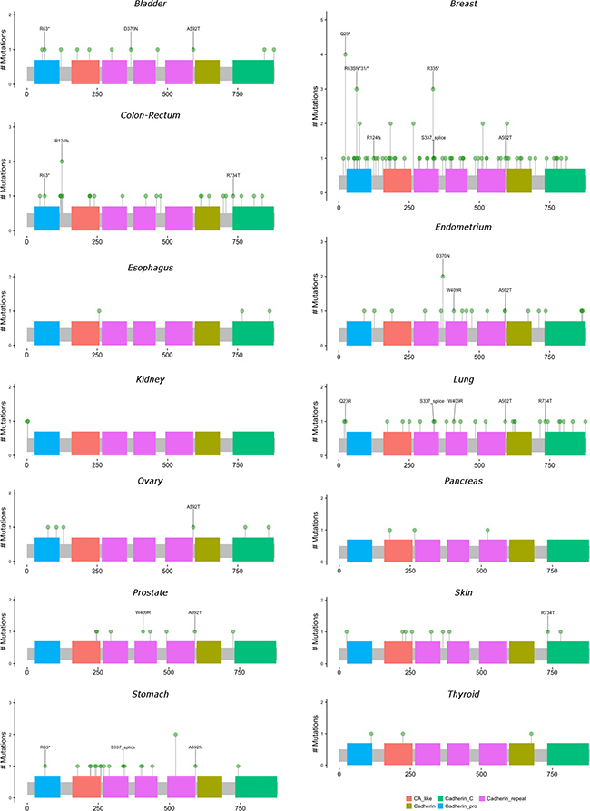 Locations and frequencies of primary carcinoma CDH1 mutations by anatomic site.