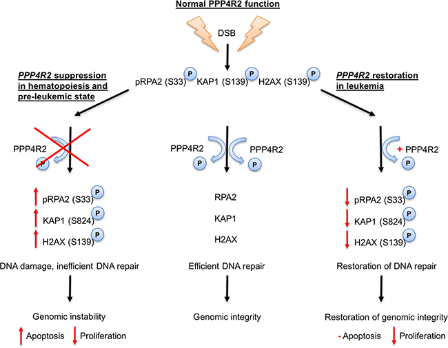 Proposed model for PPP4R2 and its involvement in DNA damage response in normal hematopoietic and leukemic cells.