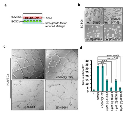 4EGI-1inhibits breast CSC induced HUVEC tube-like structure formation.