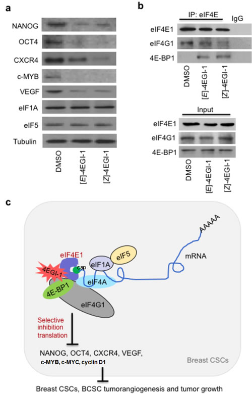 4EGI-1 selectively inhibits translation in breast CSC tumors.