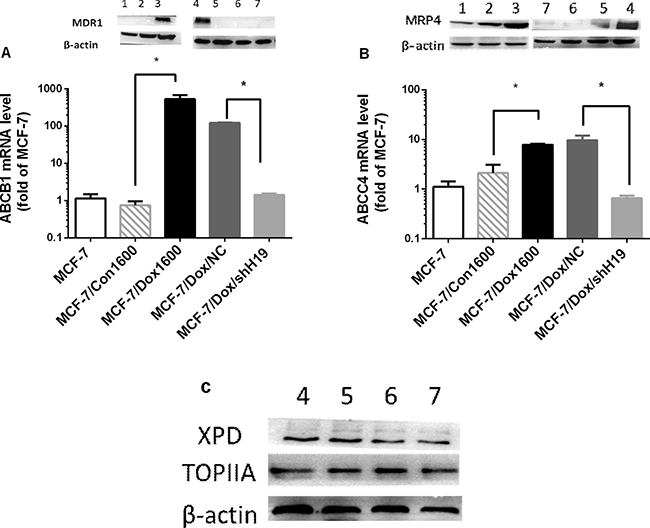 Doxorubicin