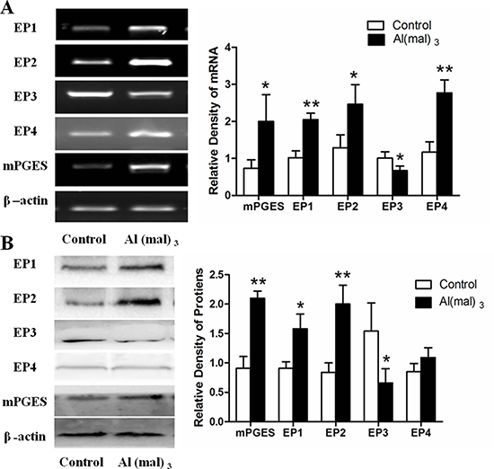 mPGES-1 and EP1-4 mRNAs and proteins expression in primary cultured hippocampus neuron.