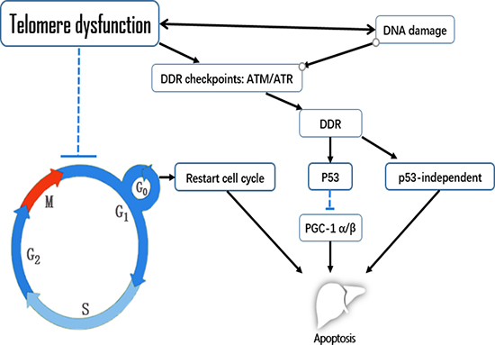 The effects of telomere dysfunction on apoptosis in liver aging.