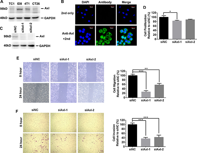 The expression and biological role of mouse Axl in mouse tumor cells.