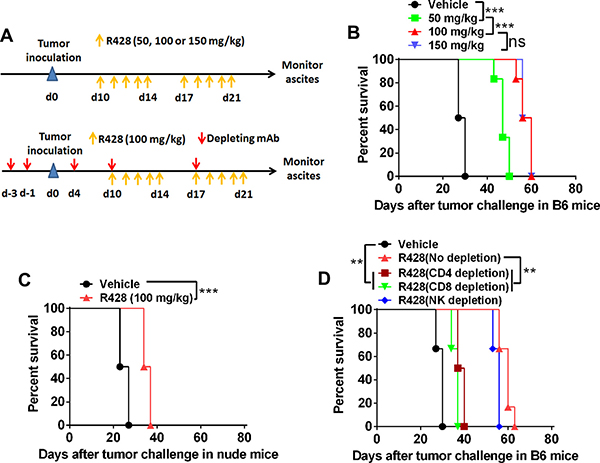 Targeting Axl inhibits tumor growth partially depending on the immune system.