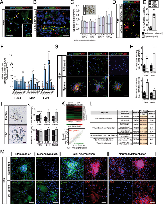 Stage 4/M NB tumor-derived primary cultures contain a subpopulation of neural crest progenitor cells.