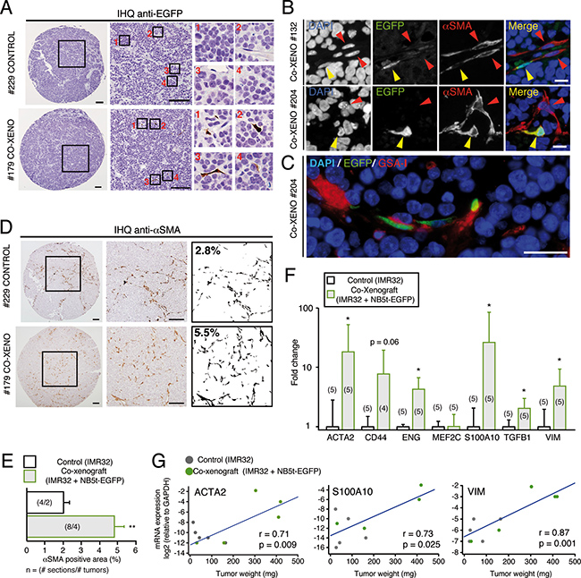 NB tumor-derived adherent cells give rise to SMA+ perivascular stromal cells in vivo.
