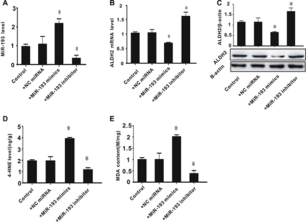The effect of exogenous miR-193 mimics on ALDH2 expression and aldehyde levels in PC-12 cells.