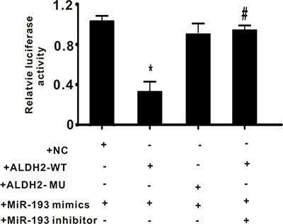 The effect of exogenous 4-HNE on tyrosine hydroxylase in PC-12 cells.