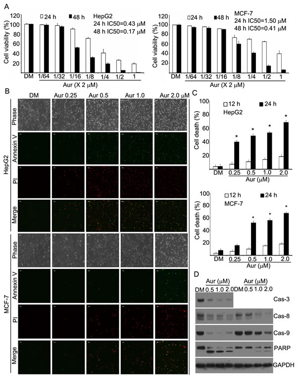 Auranofin (Aur) induces cell apoptosis in human HepG2 and MCF-7 cells.
