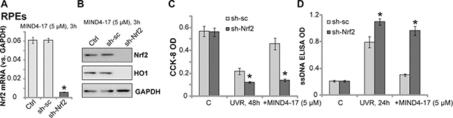 Nrf2 is required for MIND4-17-mediated retinal cytoprotection against UVR.