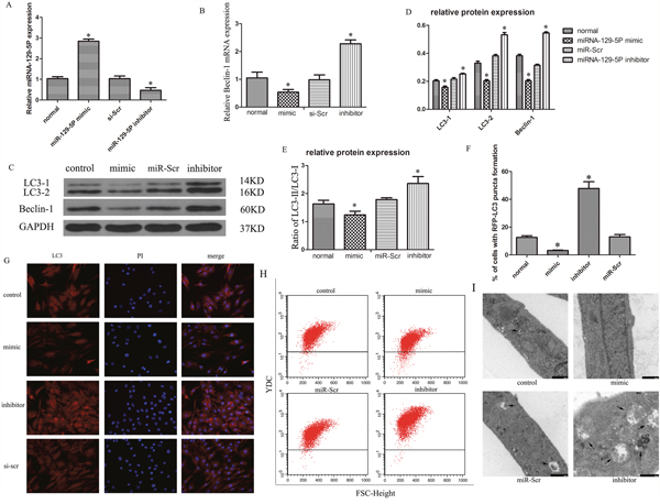 MiR-129-5P modulates autophagy in degenerative human NP cells.