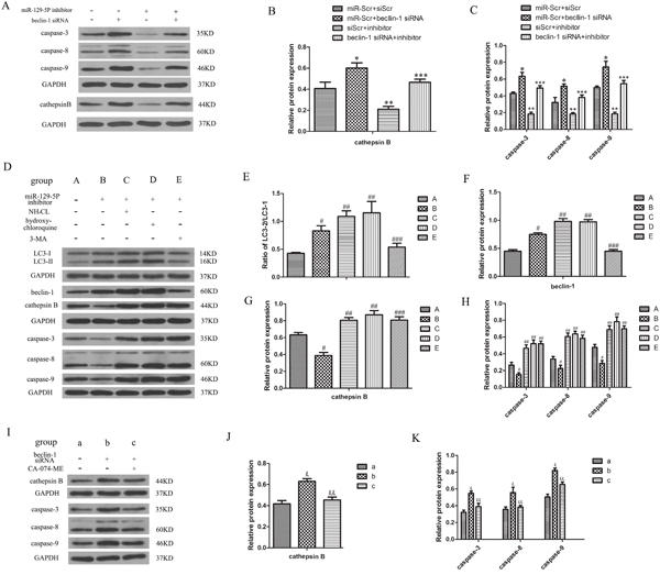 Autophagy inhibits apoptosis by stimulating the cytoplasmic release of cathepsin B in degenerative human NP cells.