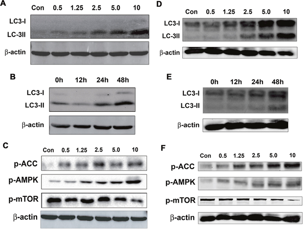 Salen-Mn promoted activity of AMPK pathway and increased cell autophagy in prostate cancer cells.