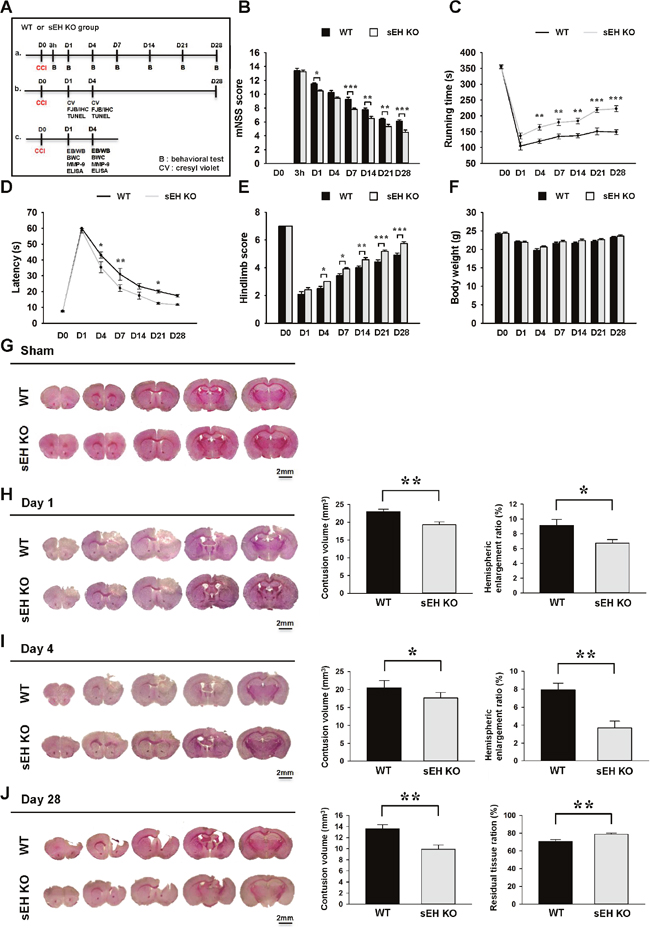 Deletion of sEH improved long-term neurobehavioral functions and reduced brain tissue damage after TBI.