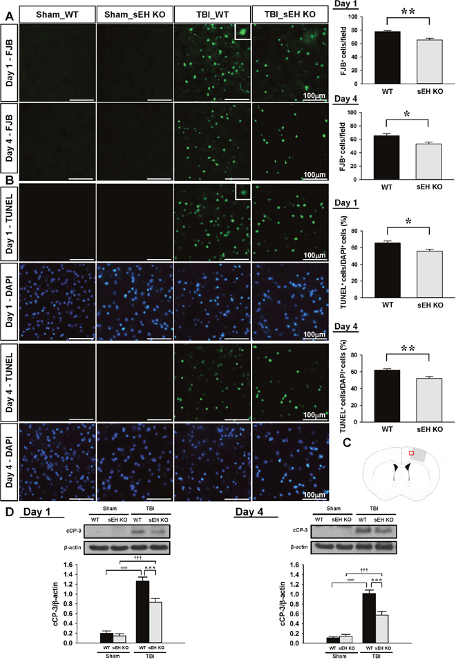 Deletion of sEH reduced neuronal damage and apoptotic cell death in mice after TBI.