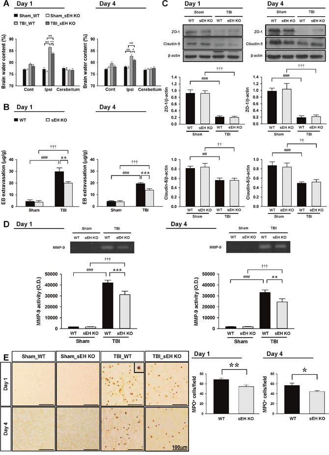 Deletion of sEH attenuates brain edema, BBB permeability, MMP-9 enzymatic activity and neutrophil infiltration after TBI.