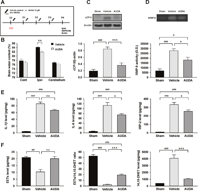 Intracerebroventricular administration of AUDA reduced brain edema, apoptosis, MMP-9 activity, and expression of inflammatory cytokines and chemokines and EET degradation after TBI.