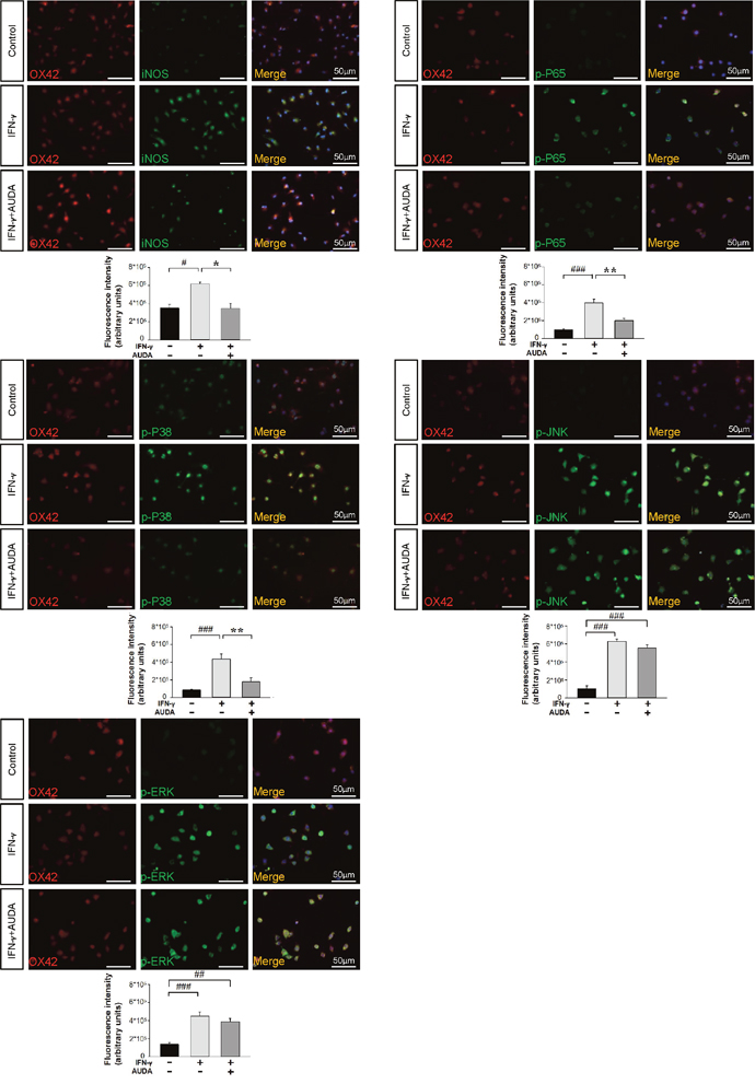 AUDA inhibited IFN-&#x03B3;-induced iNOS expression and phosphorylation of P65 and P38 in primary microglia cultures.