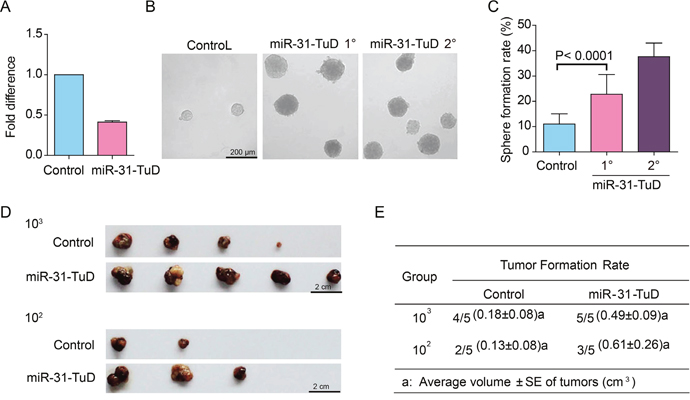 The effects of miR-31 knockdown on the stem cell-like properties of HCC cells.