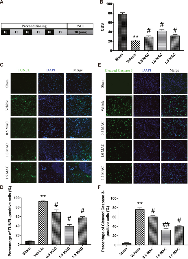 SF-PreCon efficiently improves the neurological assessment scores and attenuates the apoptosis after tSCI.