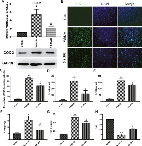SF-PreCon attenuates the secondary injury after tSCI through the inhibition of COX-2 expression.