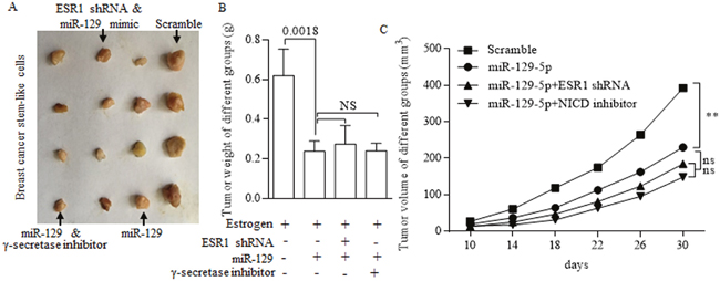 In vivo study of suppressive miR-129.