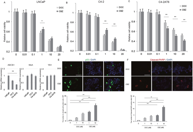 Cabazitaxel can overcome docetaxel resistance in C4-2AT6 cells.