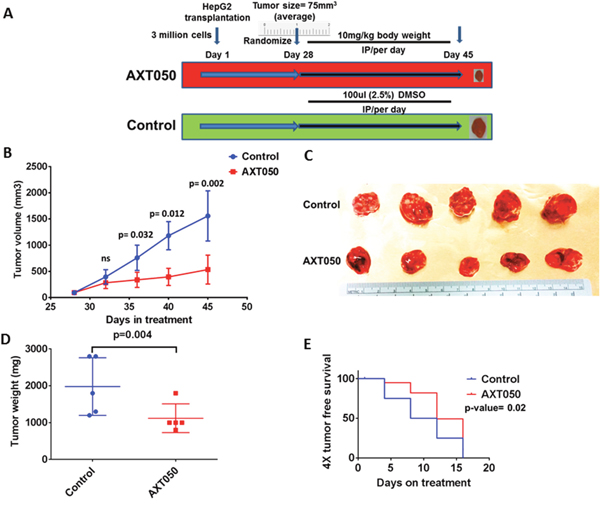 AXT050 treatment in vivo delayed tumor growth of subcutaneous HepG2 xenografts.