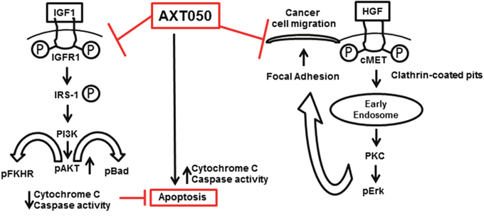 Multimodal anticancer properties and possible mechanism of action of AXT050 in hepatocellular cancer cells in vitro (inhibition of cellular migration) and in autochthonous mouse model in vivo (inducing apoptosis).