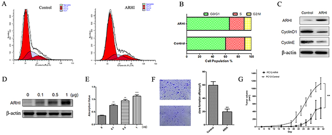 ARHI arrested cell cycle and promoted PHCP apoptosis.