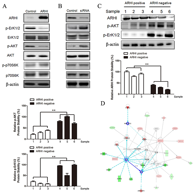 ARHI re-expression inhibits the PI3K/AKT and Ras/ERK signaling pathways.