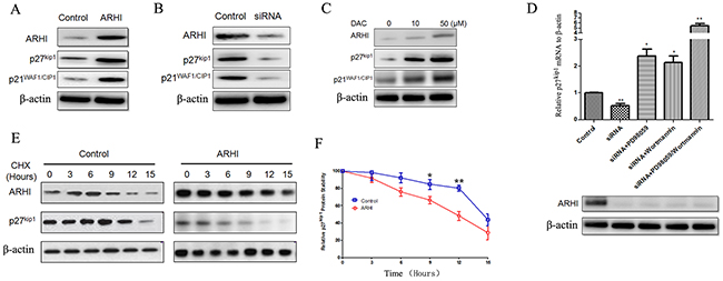 ARHI increased p27Kip1 mRNA and protein stability.