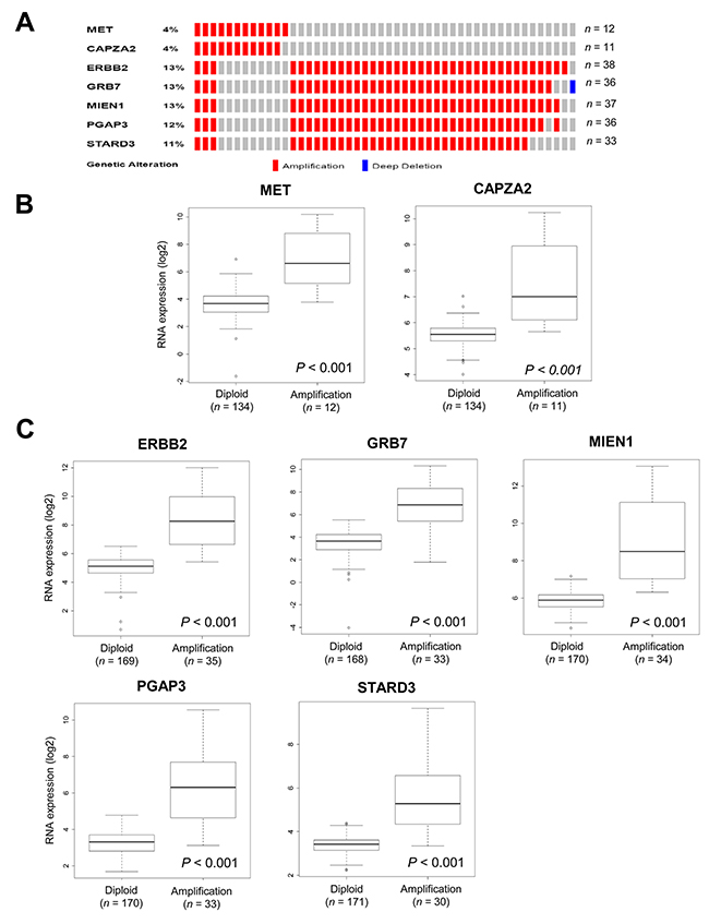 Validation of CNAs and gene expression of genes co-amplified with MET or ERBB2 in TCGA data.