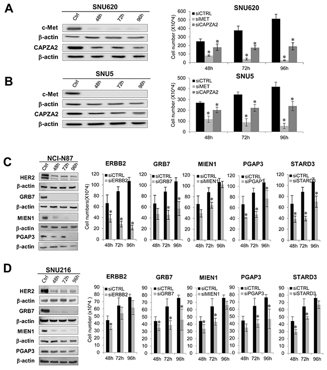 Effect of siRNA-mediated knockdown of genes co-amplified with MET or ERBB2 on proliferation of GC cells.
