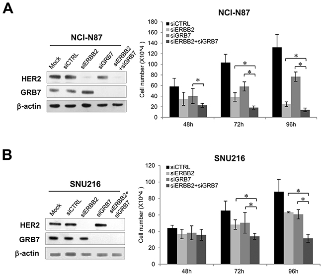 Effect of combined knockdown of ERBB2 and GRB7 on proliferation of GC cells.