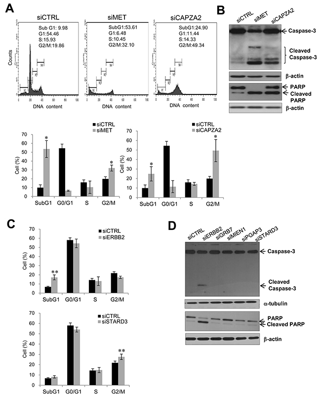 Effect of siRNA-mediated knockdown of genes co-amplified with MET or ERBB2 on cell apoptosis or cell cycle progression.