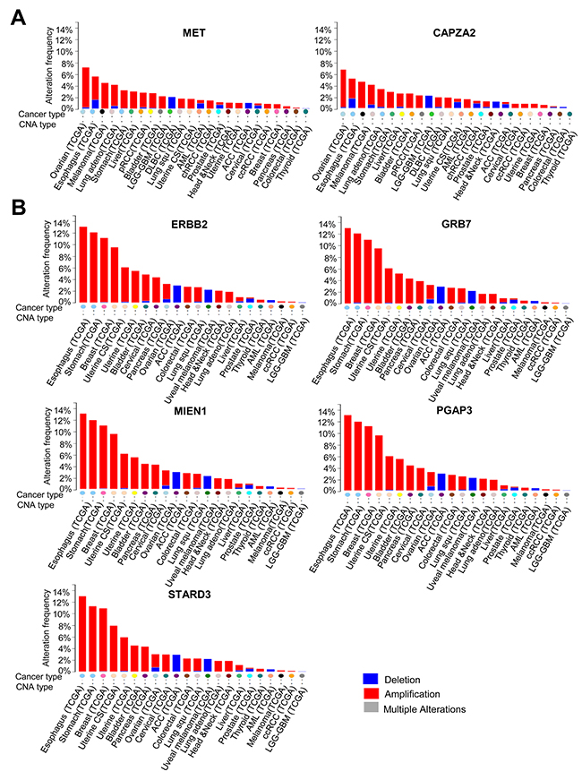 DNA CNA frequency of genes co-amplified with MET or ERBB2 in diverse cancer types.